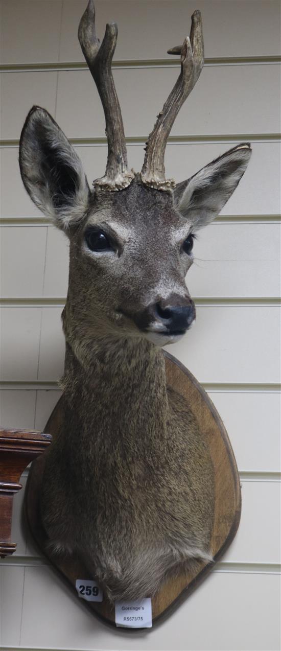 A taxidermic deers head, with plaque